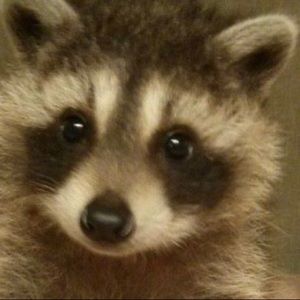 Meet your Posher, Remi